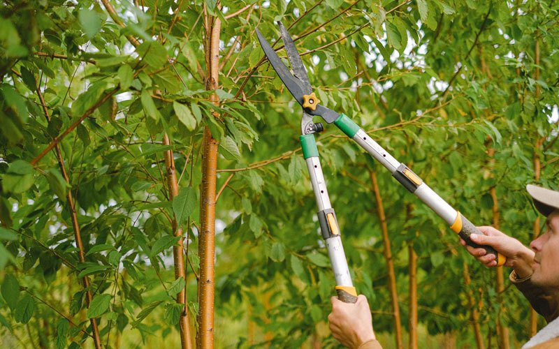 Tree trimming in Linton, IN
