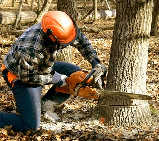 Tree Removal in Linton, IN